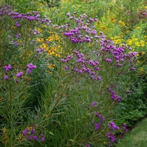 A square image of \'Iron Butterfly\' Vernonia growing in a mixed flower border.