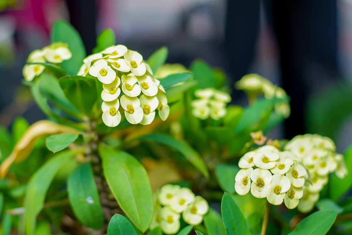 A close up horizontal image of a euphorbia crown of thorns in full bloom with light yellowish-green flowers pictured on a soft focus background.