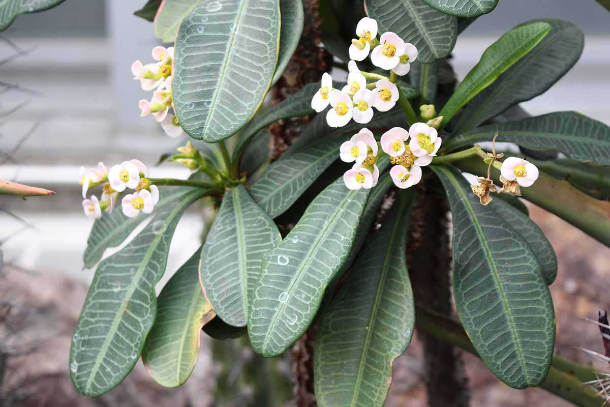 A close up horizontal image of white Euphorbia lophogona flowers and deep green foliage pictured on a soft focus background.