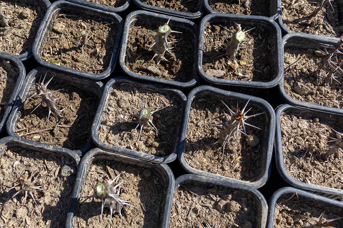 A close up horizontal image of small pots with crown of thorns cuttings taking root.