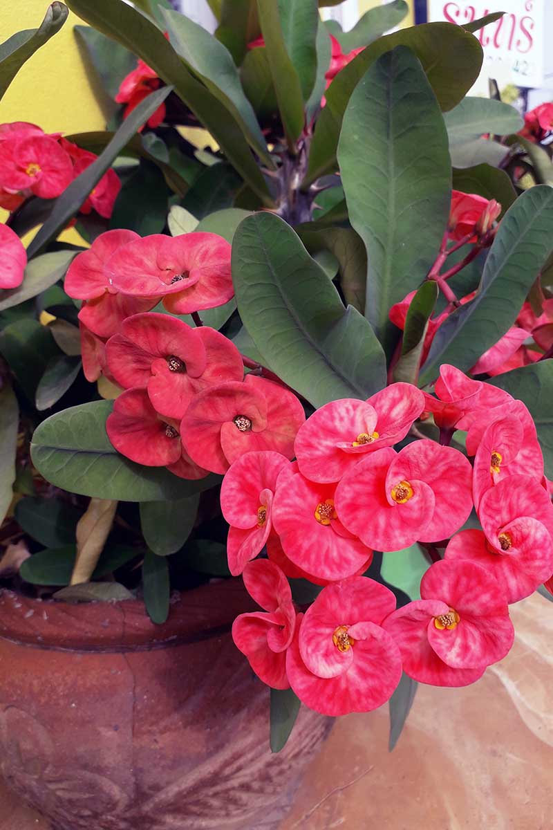 A close up vertical image of Euphorbia crown of thorns growing in a terra cotta pot indoors.