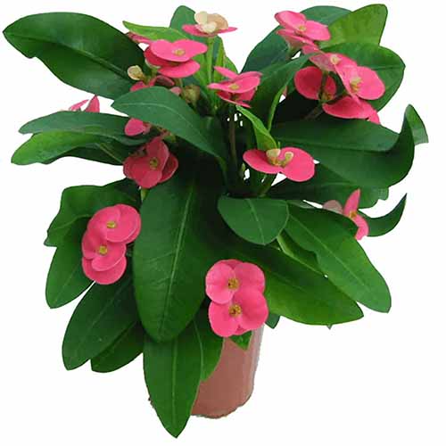 A close up of a small \'Pink Cadillac\' crown of thorns growing in a small pot isolated on a white background.