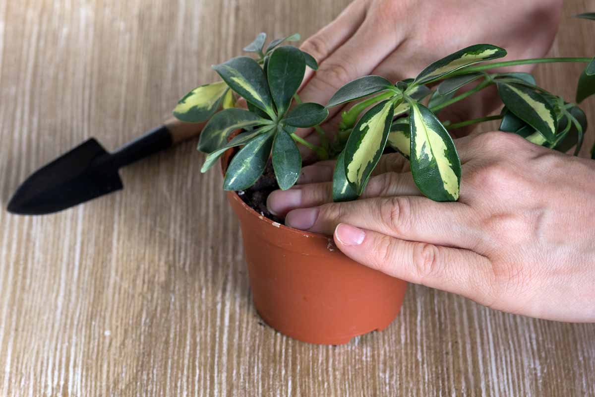 A close up horizontal image of two hands from the right of the frame tamping down the soil around a small umbrella tree.