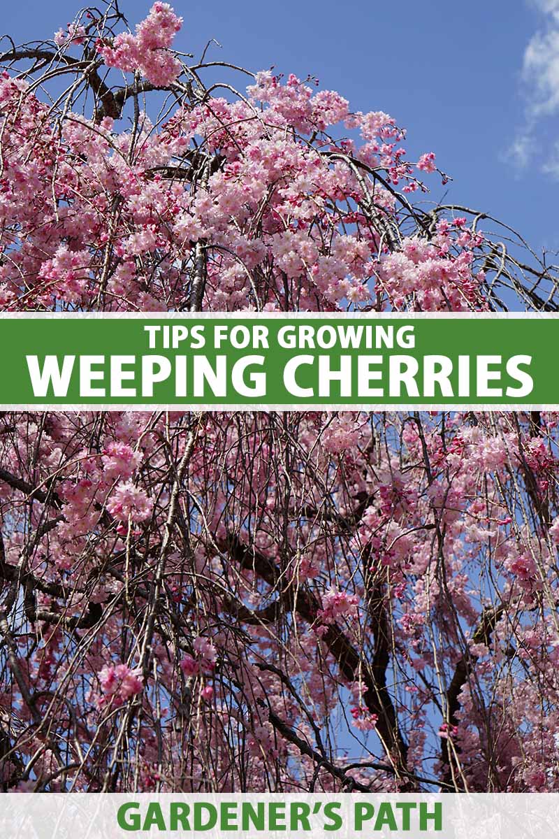 A vertical image of pink Prunus blossoms blooming on pendulous branches against a clear blue sky outdoors.