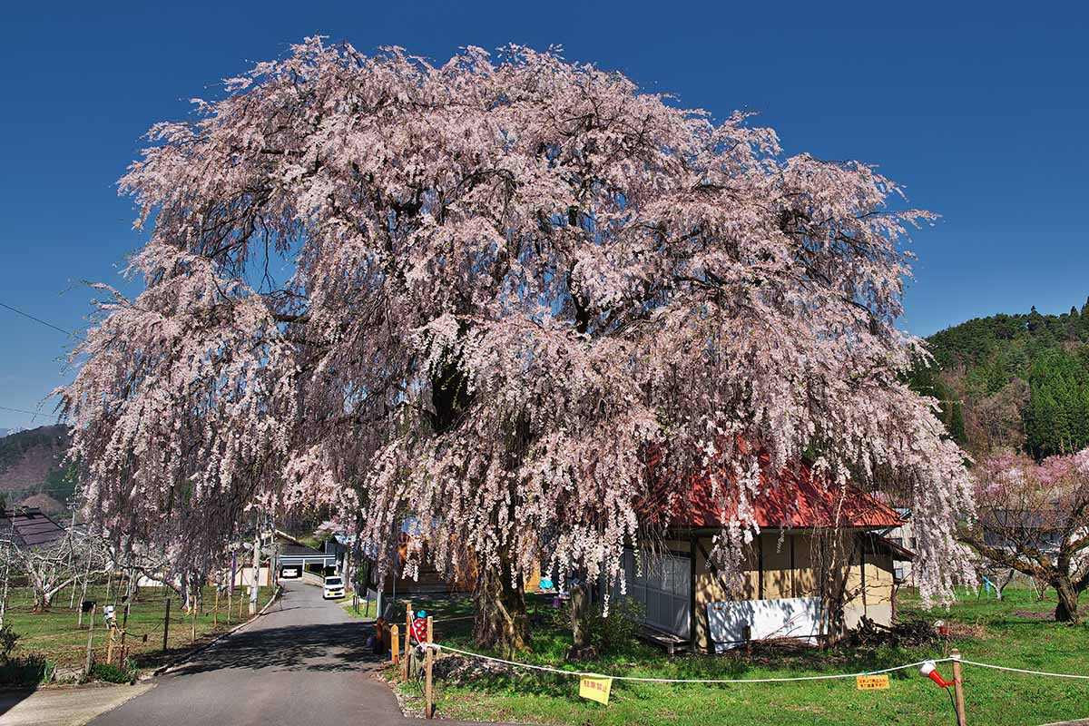 A horizontal picture of Nakashio\'s weeping cherry tree. Nakashio\'s weeping cherry tree is designated as one of the "Five Great Cherry Trees of Shinshu Takayama Village" and is the youngest cherry tree among the Five Great Cherry Trees of Takayama.