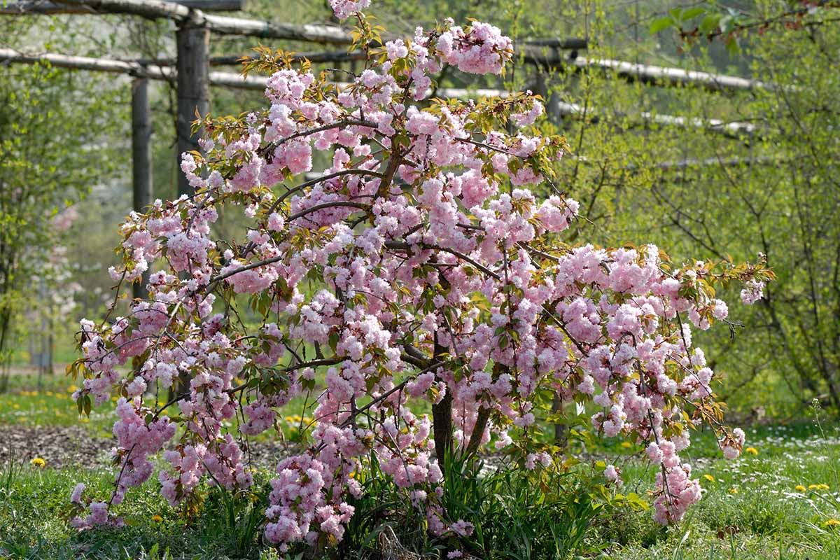 A horizontal image of a Prunus serrulata \'Kiku-shidare-zakura\' specimen growing in the grass outdoors.