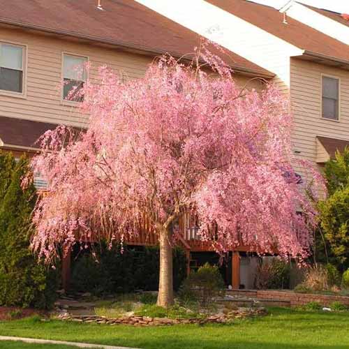 A square image of a pink \'Plena Rosa\' tree growing in the grassy yard of a beautiful outdoor residence.