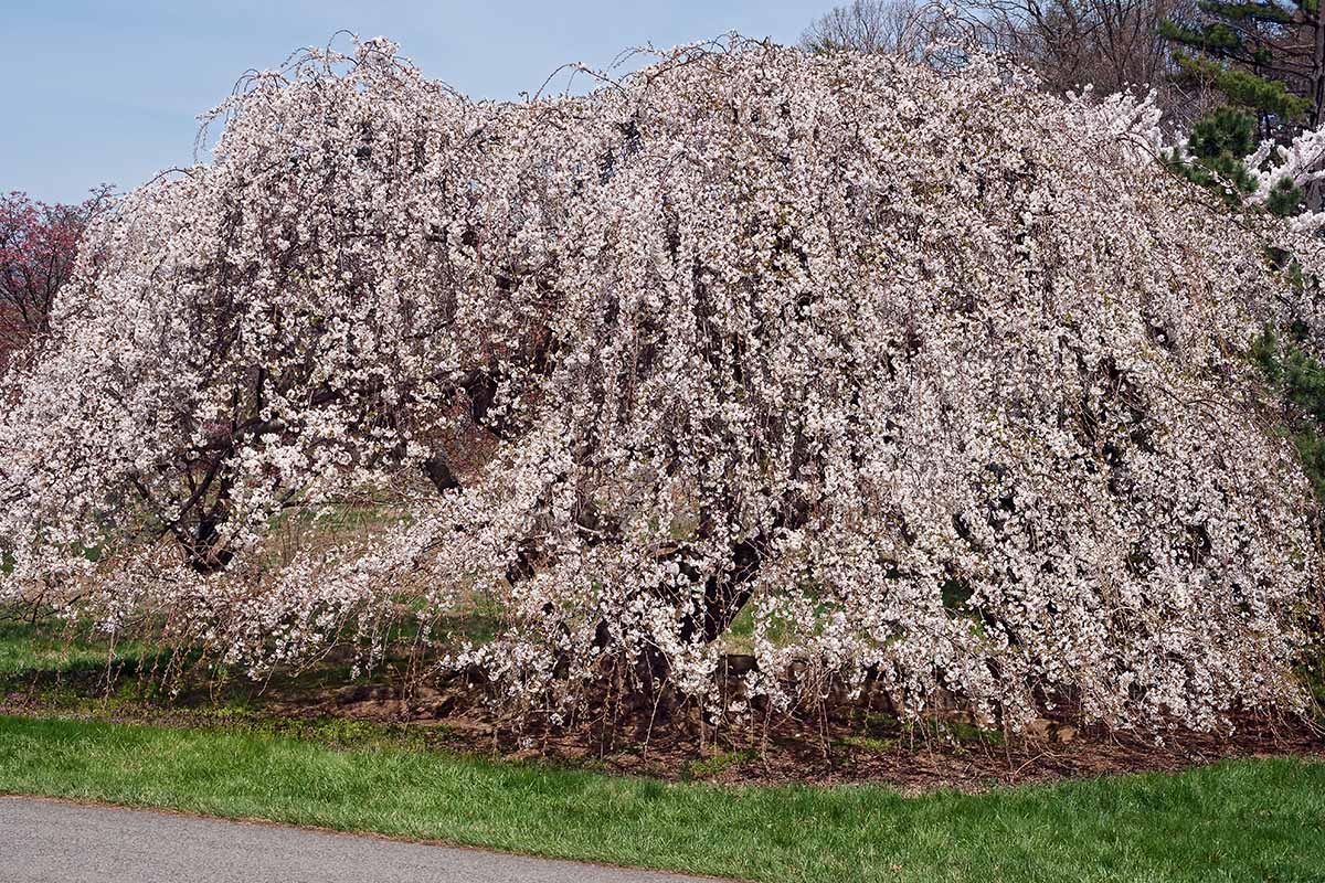 A horizontal image of a Prunus x yedoensis Shidare Yoshino specimen growing outside near a paved walking path.