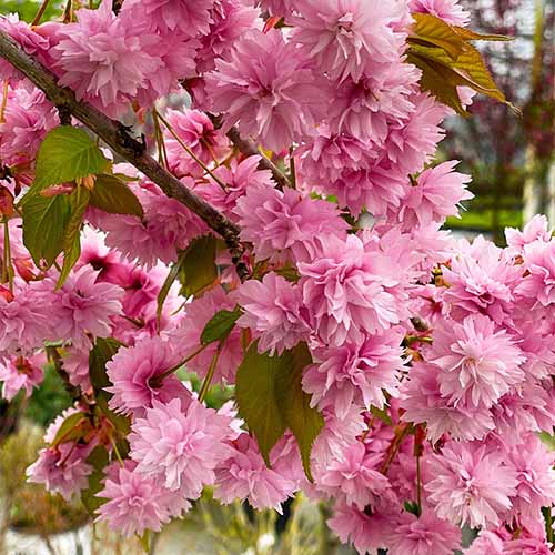 A square image of a Weeping Extraordinaire branch that\'s blooming heavily with densely-packed pink blooms.