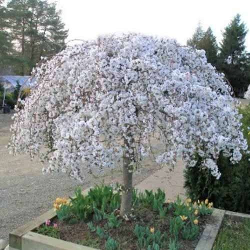 A square shot of the beautifully rounded crown of White Snow Fountains, growing in a square planter surrounded by flowering bulbs.