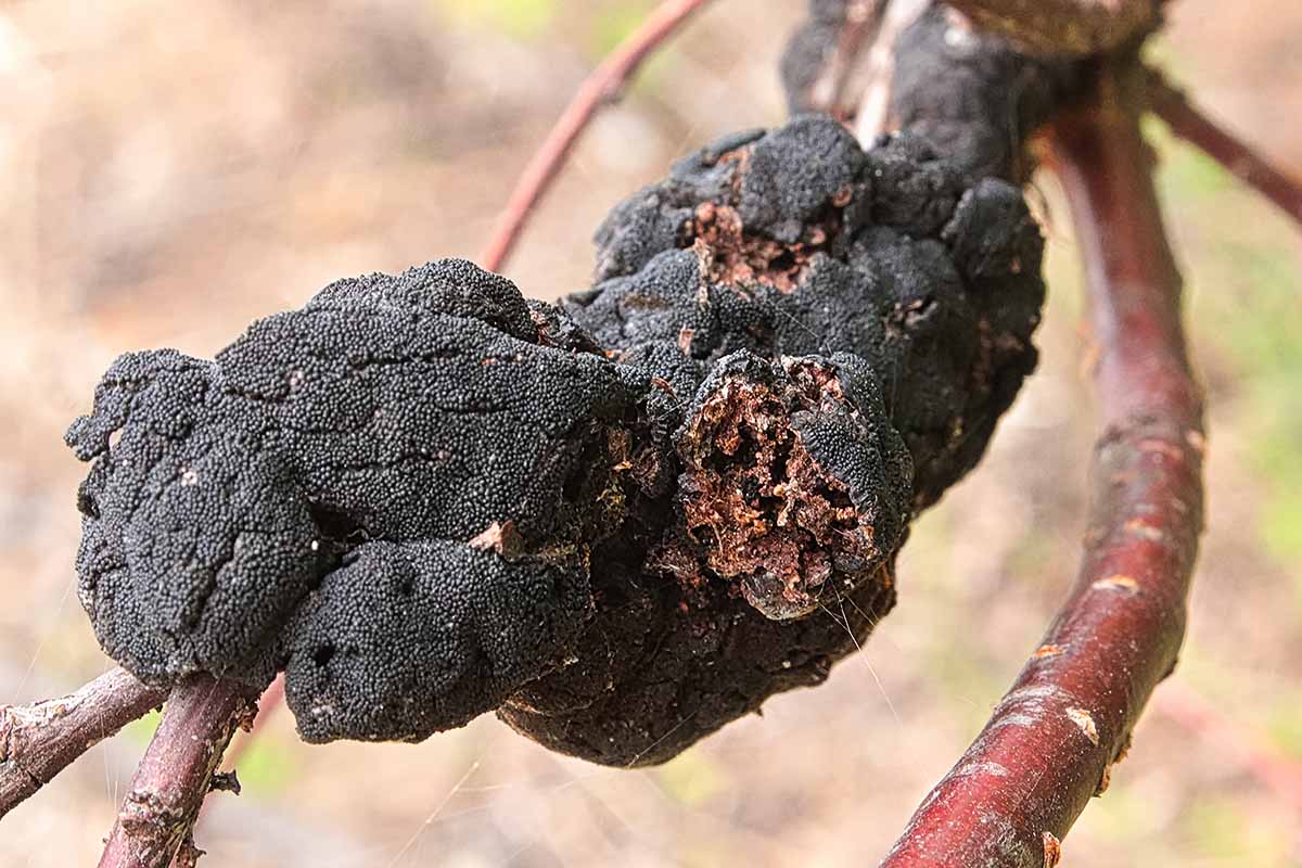 A horizontal macro view of black knot disease growing on a Prunus branch outdoors.