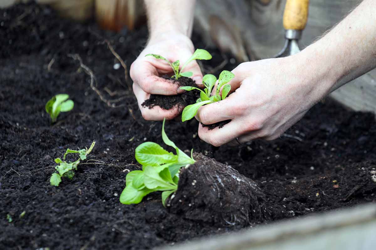 A horizontal close up of a gardener\'s hands dividing young winter density lettuce seedlings and preparing to plant them in rich, dark garden soil.