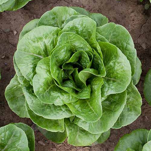 A square photo from above of a head of winter density lettuce growing in a garden.