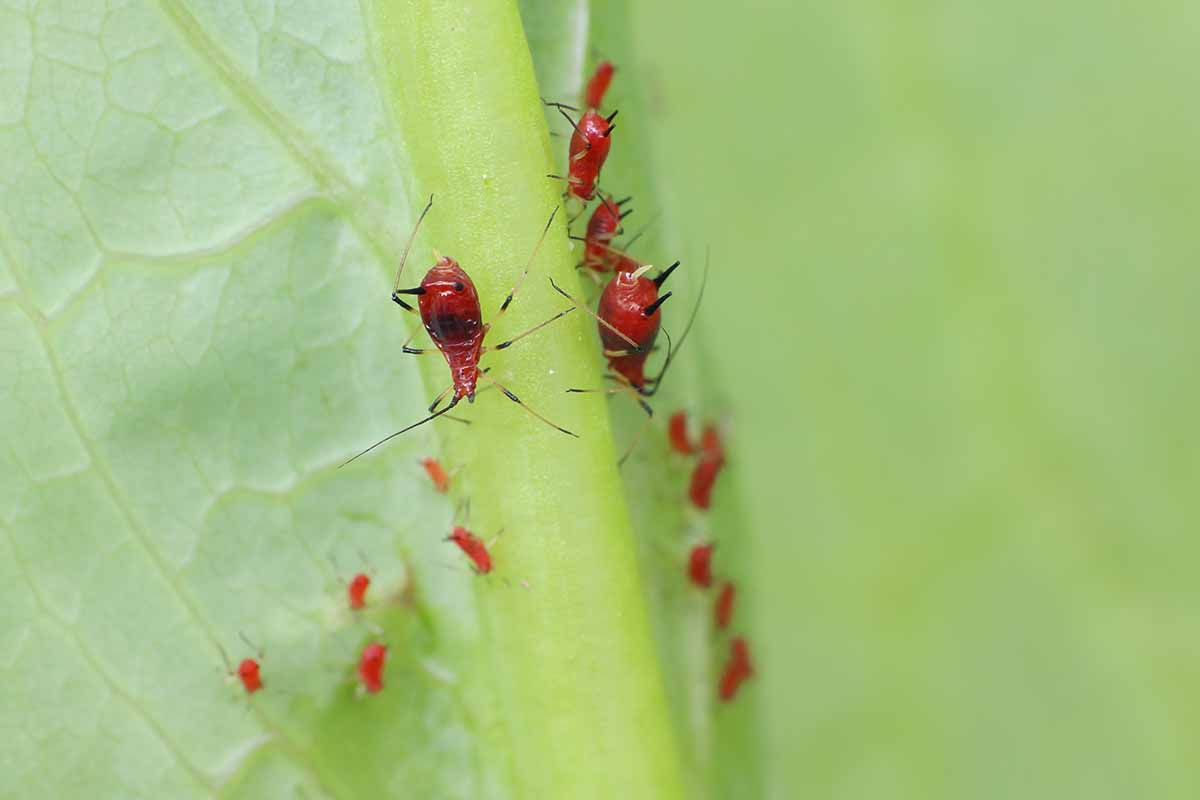 A horizontal close up of several aphids along the center vein of a leaf.