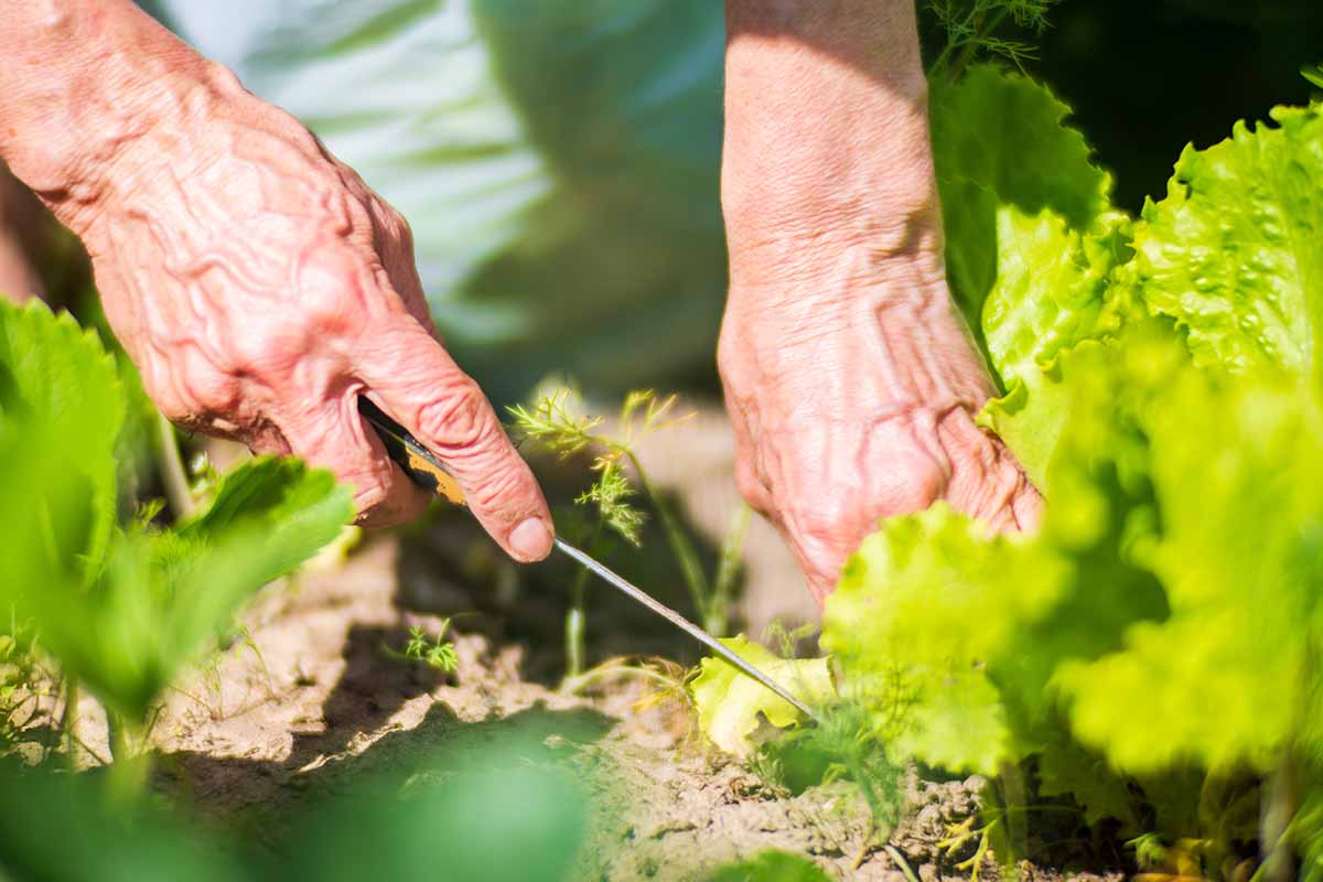 A horizontal photo of a gardener\'s hands harvesting lettuce in the garden.