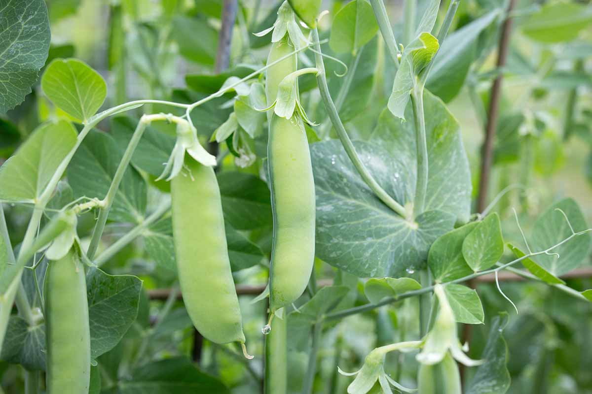 A horizontal shot of \'Sugar Daddy\' sugar snap pea pods hanging from a plant with flowers closed up.