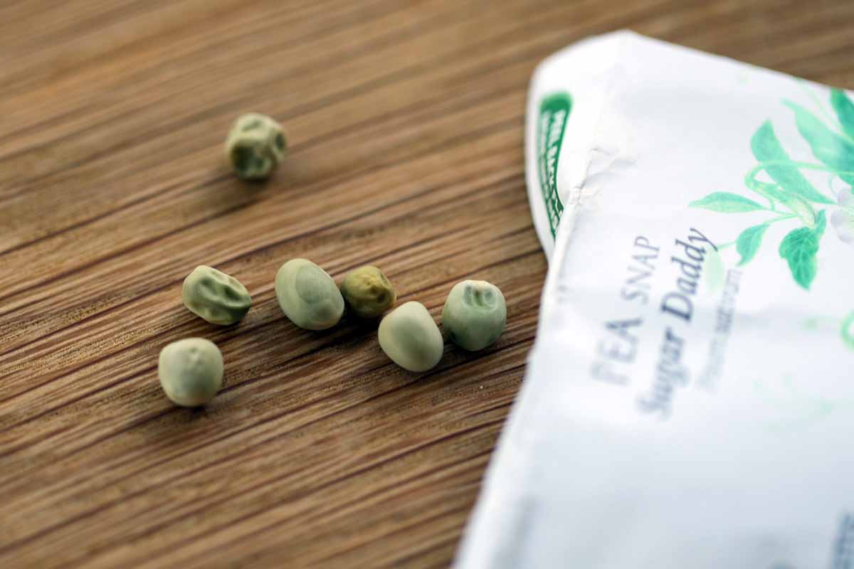 A horizontal shot of \'Sugar Daddy\' pea seeds next to the white seed packet lying on a wooden table.