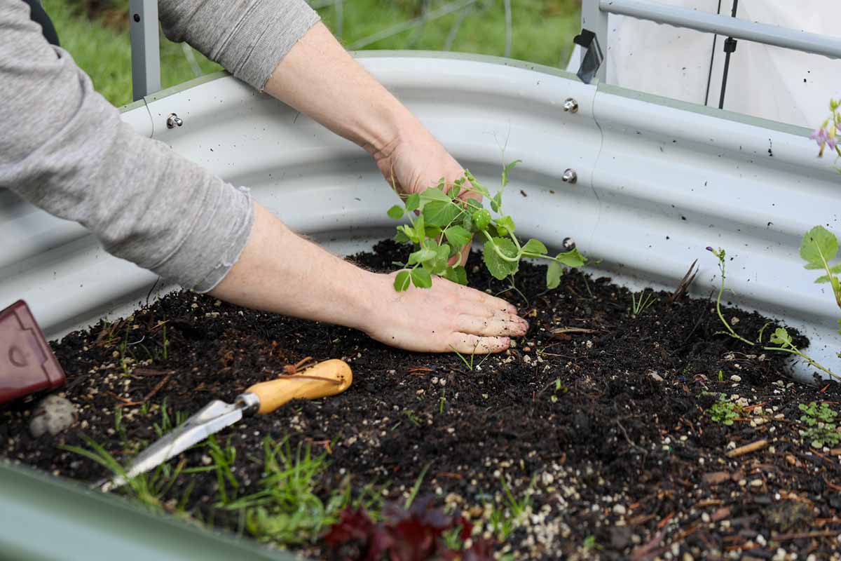 A horizontal shot of a gardener transplanting seedlings into a galvanized steel farm trough garden.