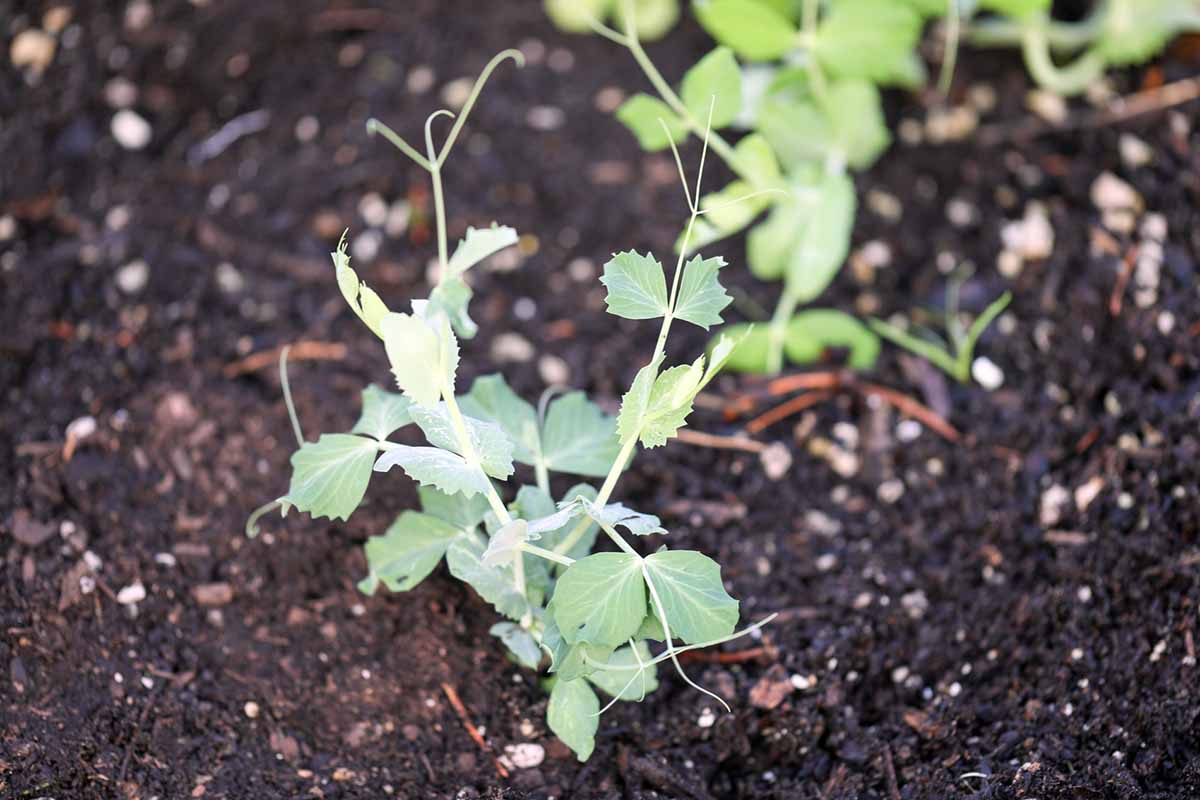 A horizontal shot of a \'Sugar Daddy\' seedling growing in rich, dark garden soil.