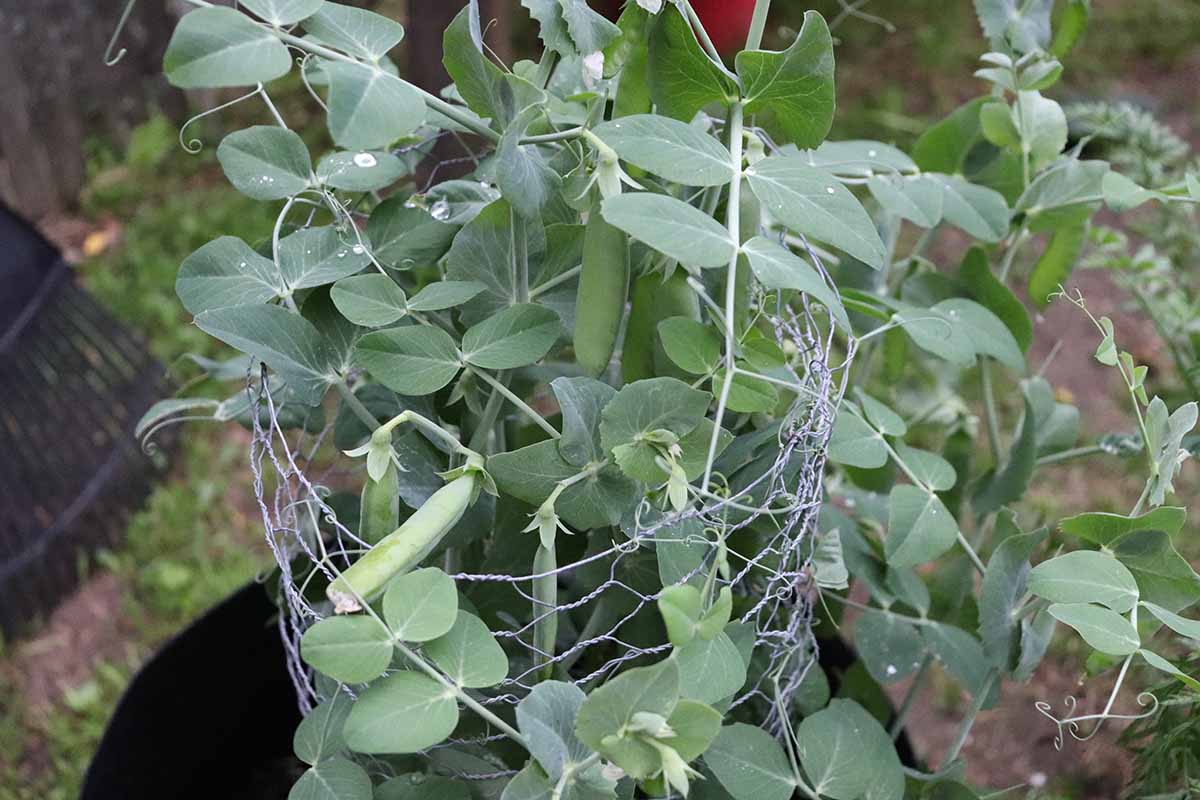 A horizontal shot of \'Sugar Daddy\' peas growing in a grow bag with a wire trellis supporting the plant.