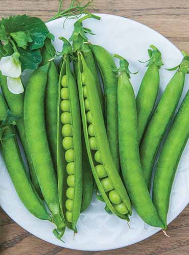 A vertical product shot of \'Sugar Daddy\' pea pods lying stacked on a white plate.