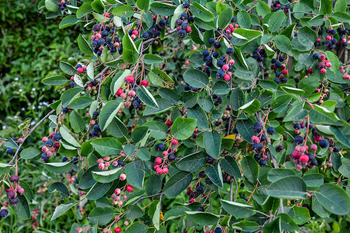 A horizontal photo of shadbush serviceberry bush filled with springtime purple berries and glossy green leaves.