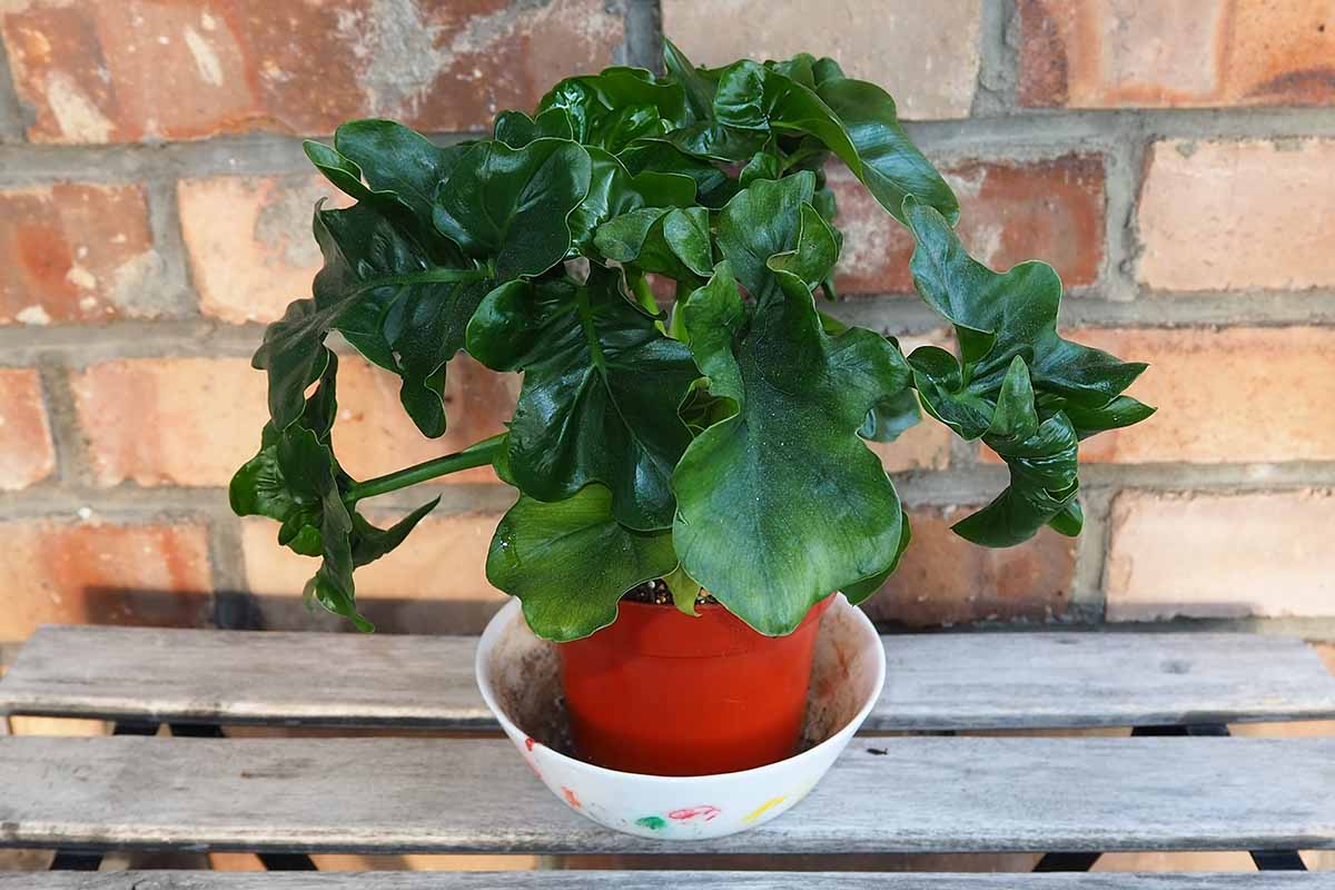 A close up horizontal image of a small potted \'Atom\' philodendron set on a wooden surface outdoors with a brick wall in the background.