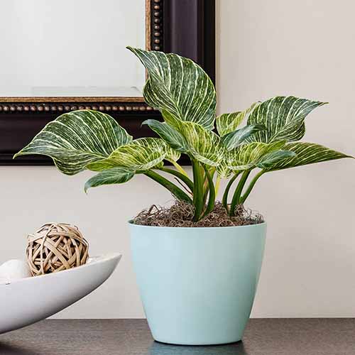 A close up square image of a small potted \'Birkin\' philodendron set on a wooden surface indoors.