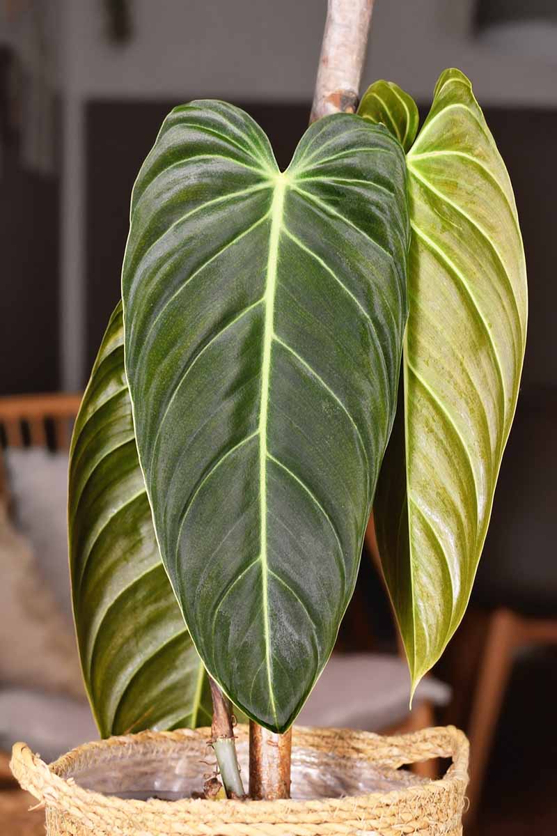 A close up vertical image of the large elongated leaves of \'Black Gold\' philodendron growing in a decorative pot indoors.