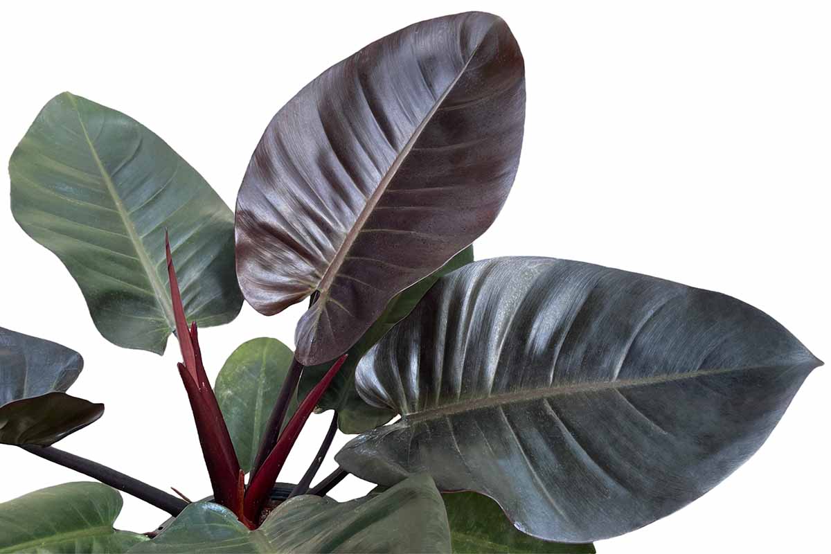 A close up horizontal image of the deep burgundy and dark green foliage of \'Black Cardinal\' philodendron isolated on a white background.