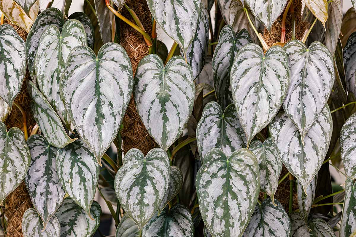 A close up horizontal image of the silvery green variegated foliage of \'Brandi\' philodendron growing up moss poles.