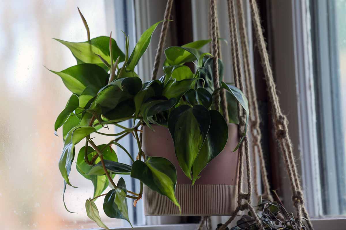 A horizontal image of a philodendron \'Brasil\' growing in a hanging pot with the foliage spilling over the sides.