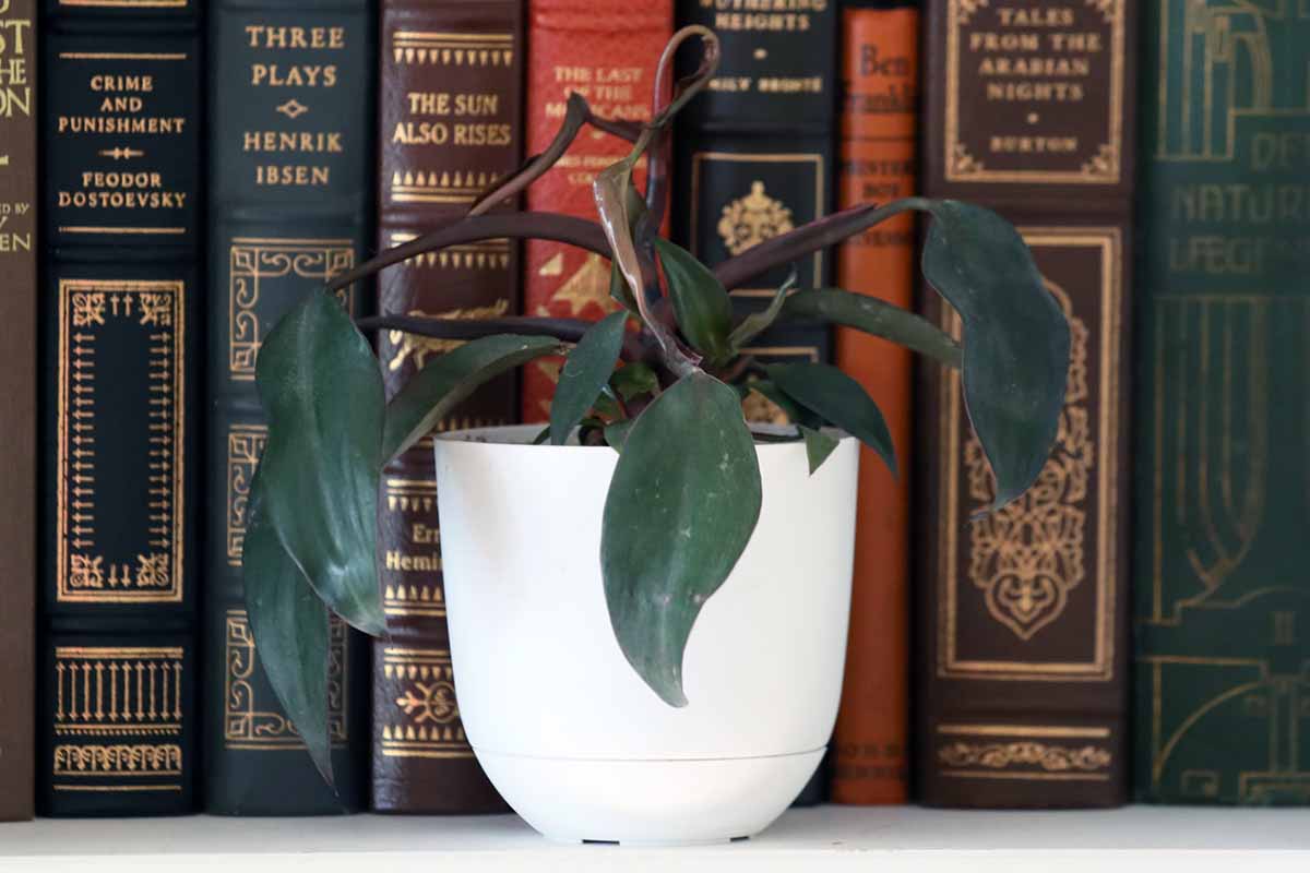 A close up horizontal image of a small \'Burgundy Princess\' growing in a white pot set on a bookcase.