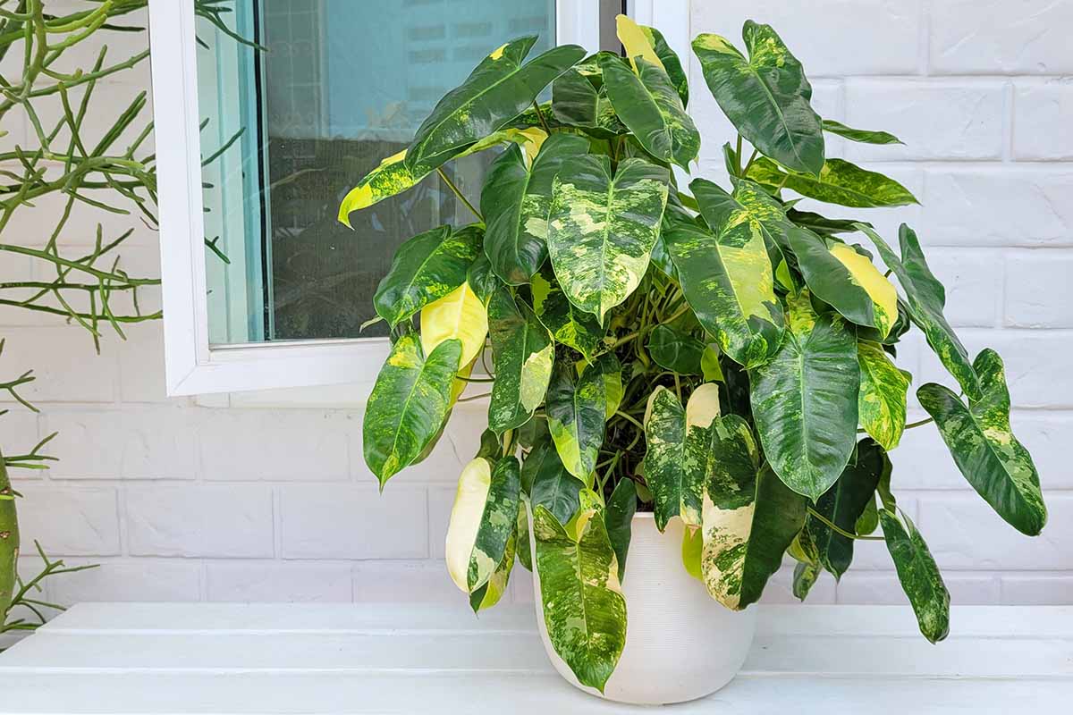 A horizontal image of \'Burle Marx\' philodendron with variegated foliage growing in a white pot set on a white surface outdoors with a window in the background.