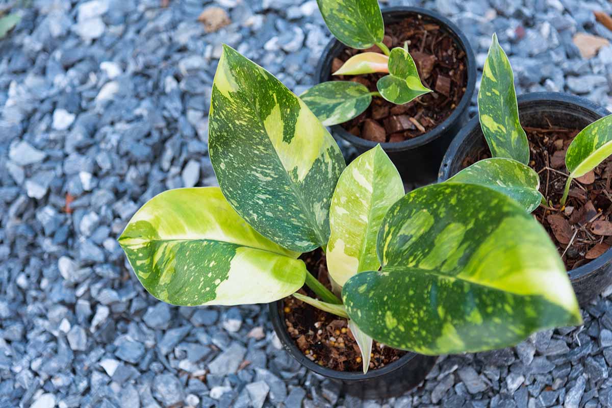 A close up horizontal image of the foliage of \'Green Congo\' philodendron growing in a pot set on a gravel surface.