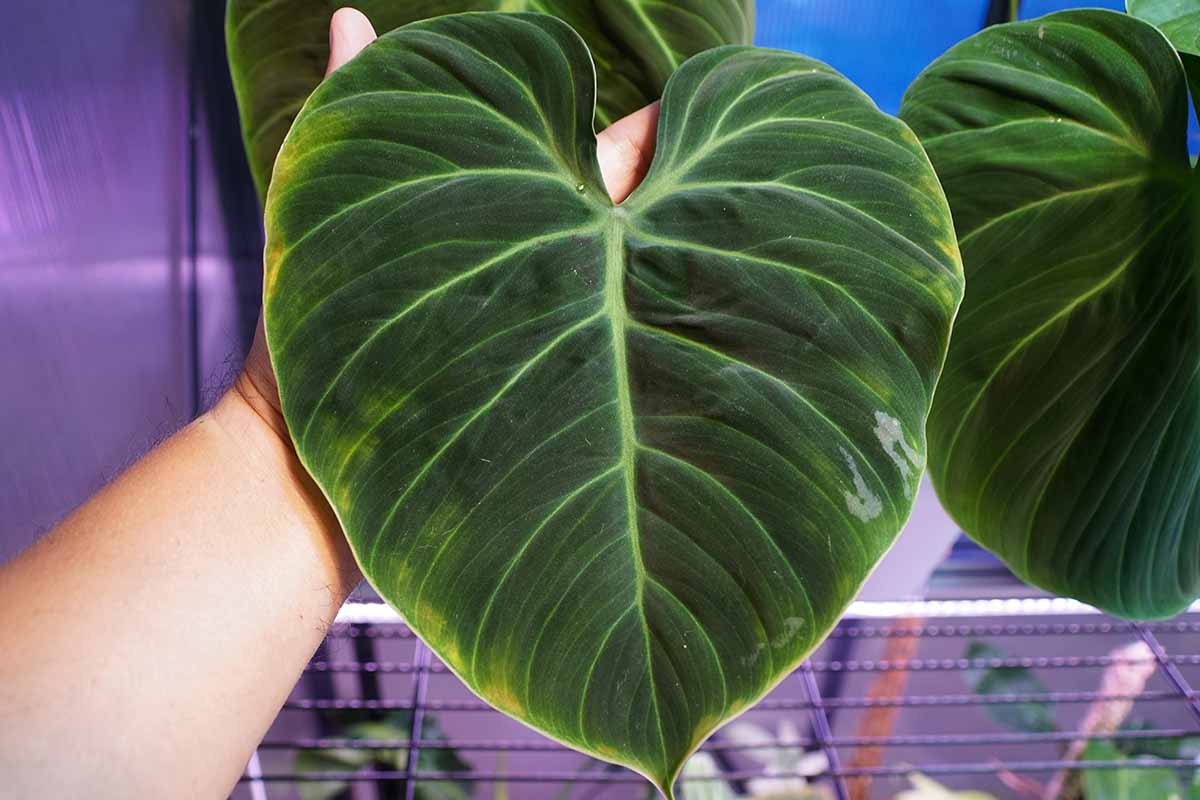 A horizontal image of a hand from the left of the frame holding a single large leaf of \'El Choco Red\' philodendron.