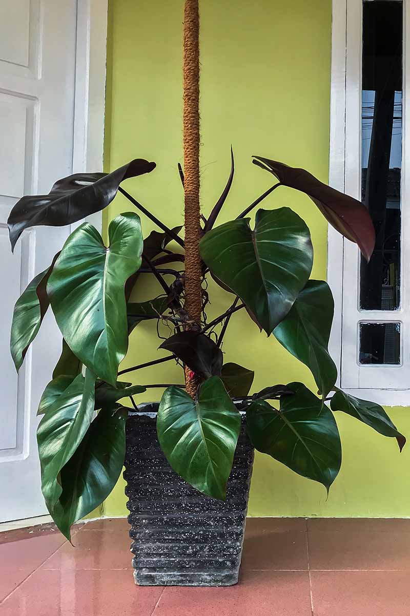 A close up vertical image of a large \'Emerald Red\' philodendron growing up a moss pole in a pot set outdoors on a porch.