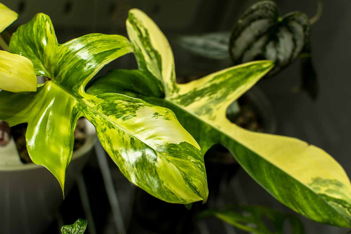 A close up horizontal image of the variegated foliage of \'Florida Beauty\' growing in a pot indoors pictured on a dark background.