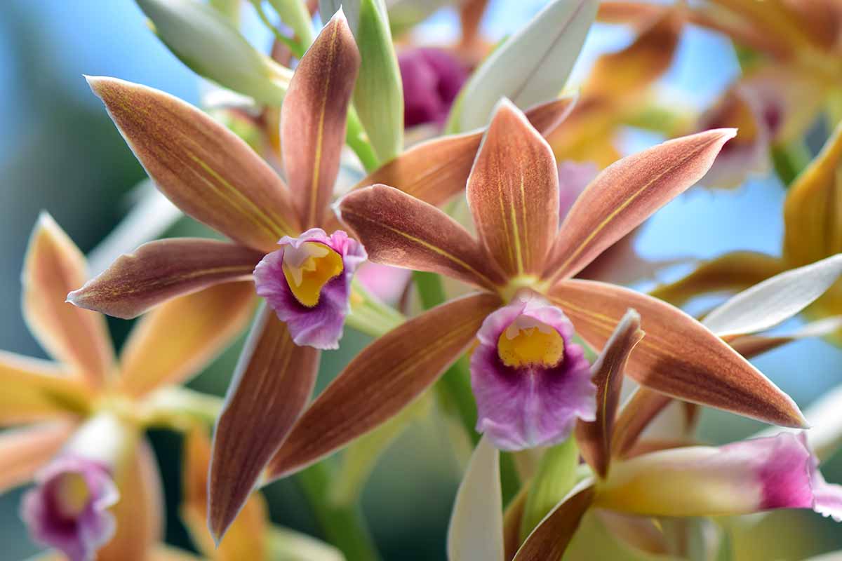 A horizontal close up of a phalus orchid plant with orange blooms.