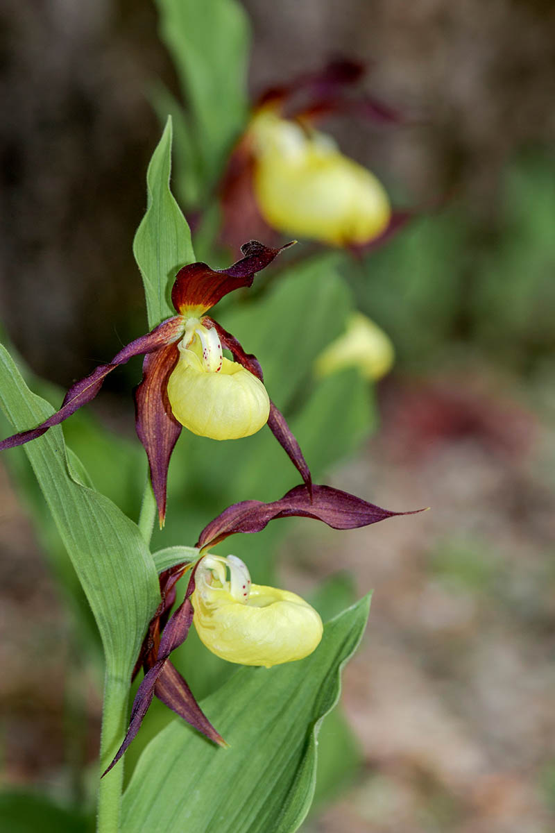 A vertical close up shot of a lady\'s slipper terrestrial orchid in bloom against a blurred background.