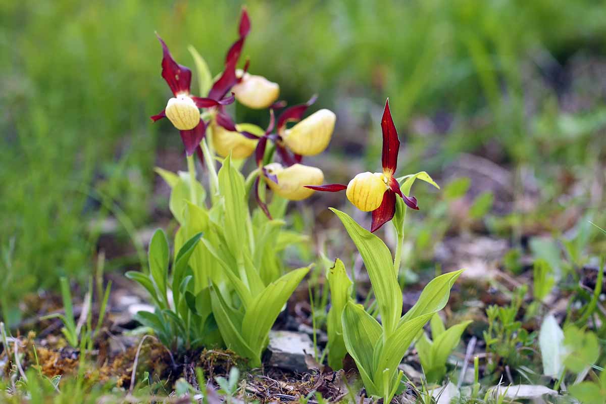 A horizontal photo of a lady\'s slipper growing out in a forested, grassy area.