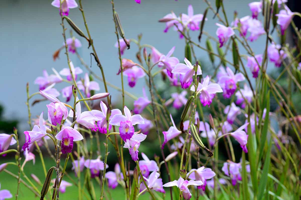 A horizontal photo of bamboo orchids growing outdoors. The plants have pale purple blooms and are set against a blurred out background.
