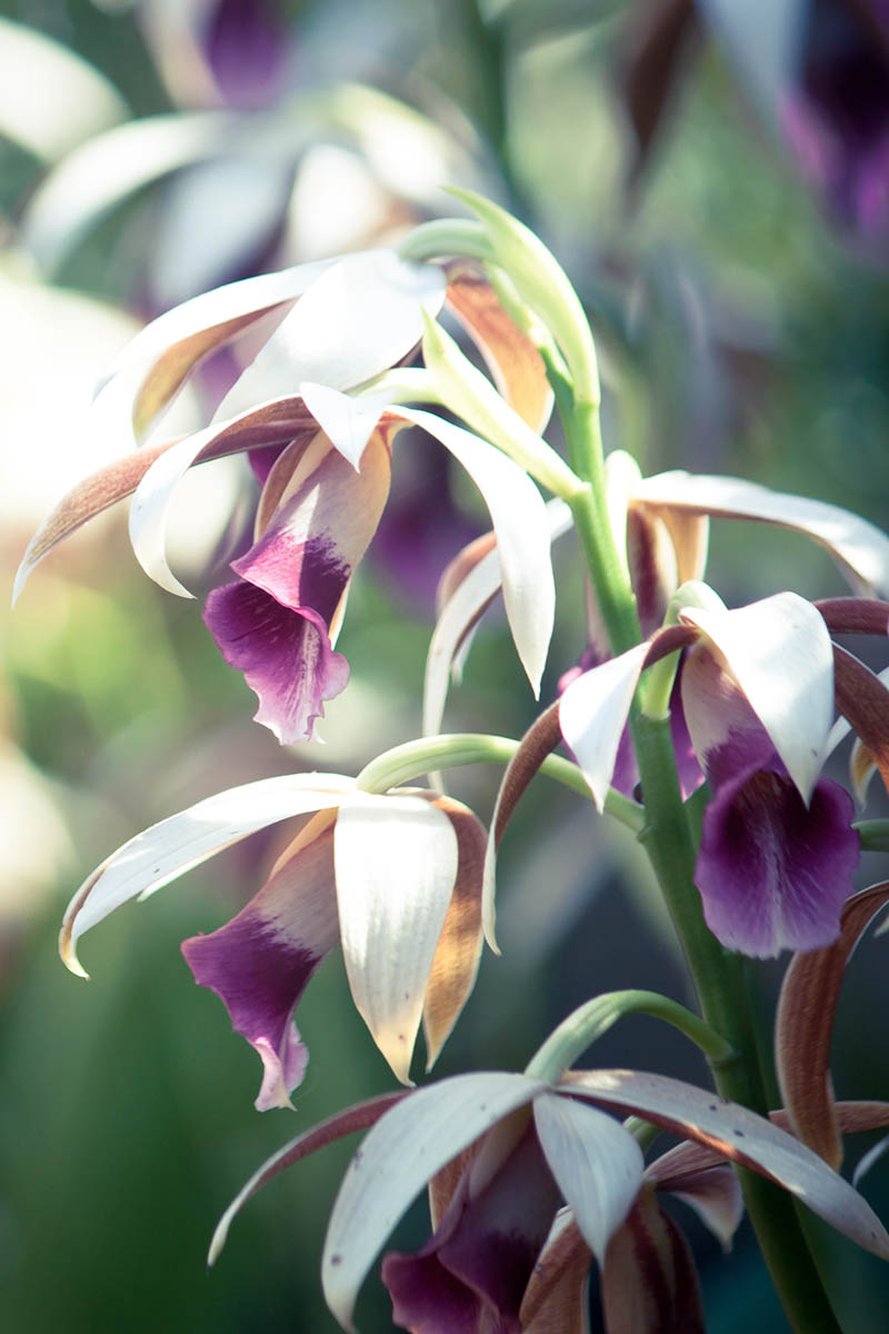 A vertical photo of a Thai orchid in full bloom with white flowers and purple centers.