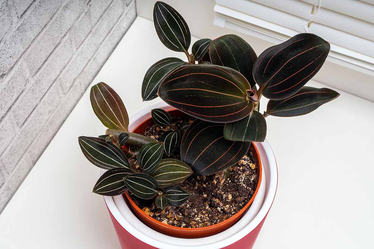 A horizontal photo of a dark foliage jewel orchid in a terra cotta pot set on a white table.