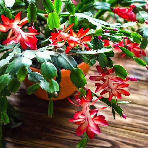 A square product photo of a red Christmas cactus sitting on a wooden table.