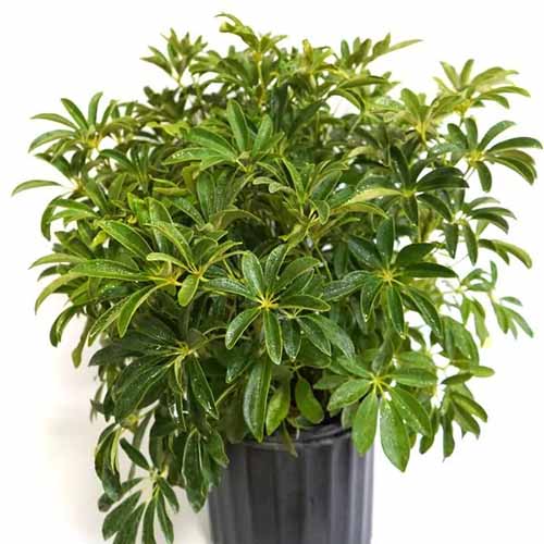 A square product photo of a dwarf umbrella tree in a black pot.