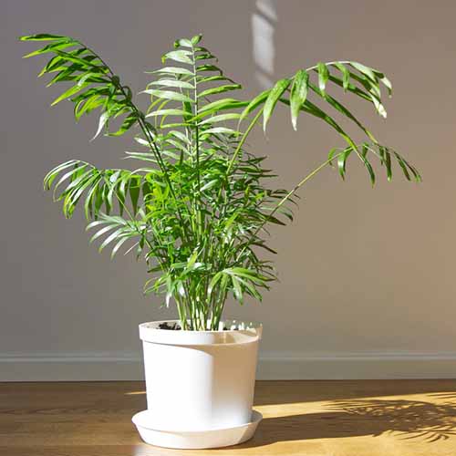 A square product photo of a parlor palm sitting on a wooden floor and lit from the left by a sunny window.