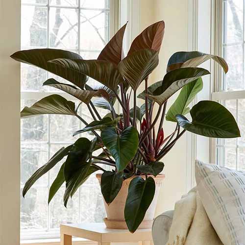 A square product photo of a Congo Rojo philodendron sitting on an end table in front of some brightly lit windows.