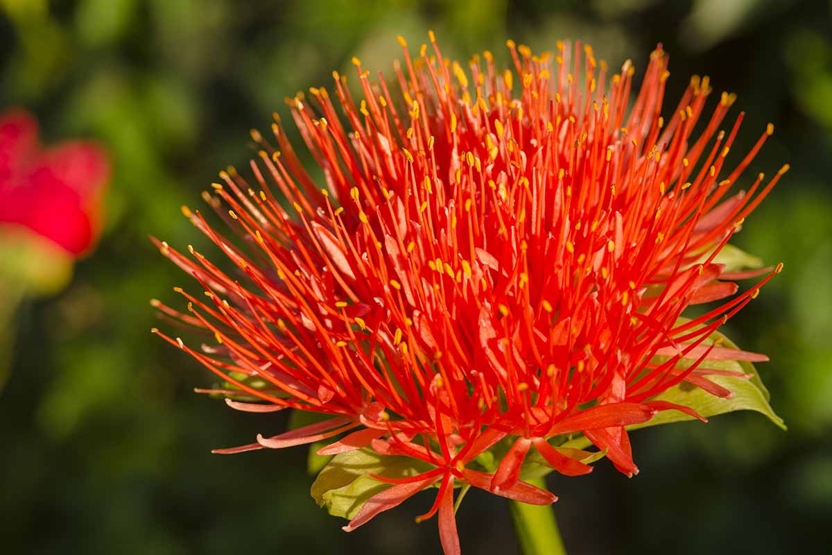 A horizontal image of a red Scadoxus multiflorus flower blooming in a summer garden.