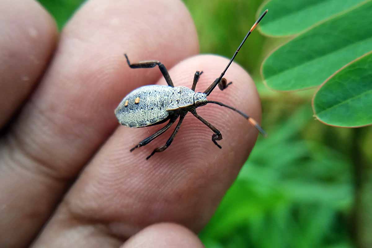 A horizontal close up photo of a squash bug on the end of a man\'s finger.